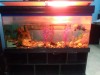 4 feet long aquarium for sale